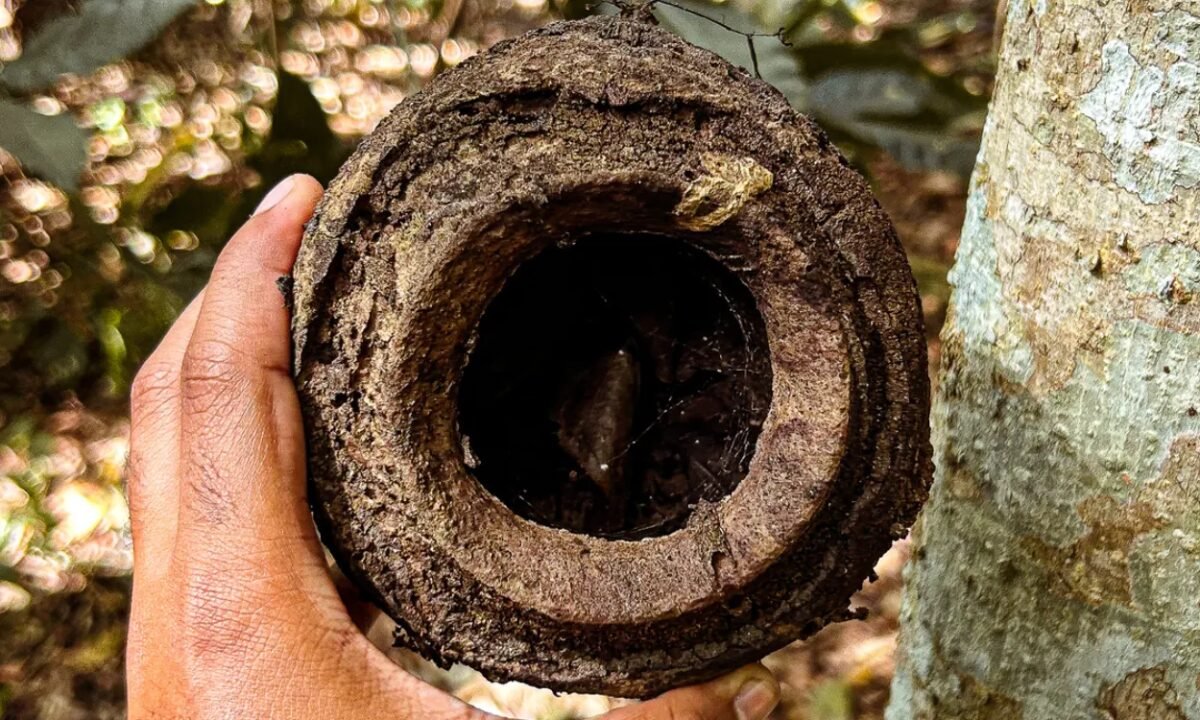 Sapucaia: a árvore brasileira que inspirou o ditado popular 'Macaco velho não põe a mão em cumbuca': conheça a árvore brasileira que deu origem ao ditado popular